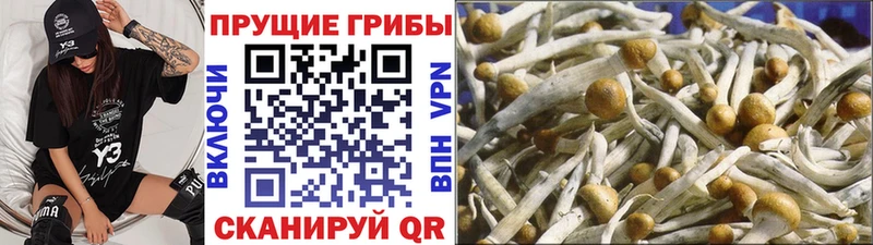 Галлюциногенные грибы MAGIC MUSHROOMS  где можно купить наркотик  Юхнов 